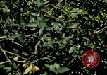Image of Tank attack training United States USA, 1942, second 57 stock footage video 65675020469