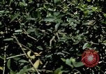 Image of Tank attack training United States USA, 1942, second 58 stock footage video 65675020469