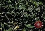 Image of Tank attack training United States USA, 1942, second 59 stock footage video 65675020469