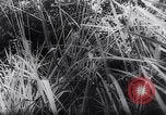 Image of New Guinea Campaign Papua New Guinea, 1944, second 34 stock footage video 65675020581