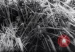 Image of New Guinea Campaign Papua New Guinea, 1944, second 35 stock footage video 65675020581