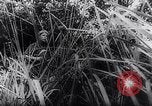 Image of New Guinea Campaign Papua New Guinea, 1944, second 36 stock footage video 65675020581