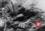 Image of New Guinea Campaign Papua New Guinea, 1944, second 47 stock footage video 65675020581