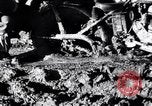 Standbild Deutsche Infanterie Ostfront, 1943, aus Sekunde 57 historischem Filmmaterial Videoclip 65675020586