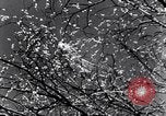 Image of German Infantry Eastern Europe, 1943, second 3 stock footage video 65675020587