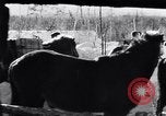Image of German ski troops in World War 2 Finland, 1943, second 16 stock footage video 65675020588