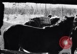 Image of German ski troops in World War 2 Finland, 1943, second 17 stock footage video 65675020588