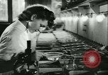 Image of German laboratory mosquito experiments Berlin Germany, 1943, second 32 stock footage video 65675020606