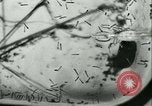 Image of German laboratory mosquito experiments Berlin Germany, 1943, second 40 stock footage video 65675020606