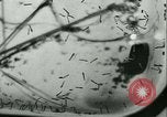 Image of German laboratory mosquito experiments Berlin Germany, 1943, second 41 stock footage video 65675020606