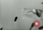 Image of German laboratory mosquito experiments Berlin Germany, 1943, second 43 stock footage video 65675020606