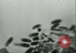 Image of German laboratory mosquito experiments Berlin Germany, 1943, second 49 stock footage video 65675020606