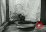 Image of German laboratory mosquito experiments Berlin Germany, 1943, second 59 stock footage video 65675020606