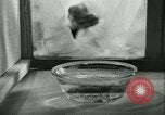 Image of German laboratory mosquito experiments Berlin Germany, 1943, second 60 stock footage video 65675020606