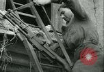Image des Forces Françaises de l'intérieur Paris France, 1944, de la seconde 19 séquences d'archives historiques vidéo 65675020658