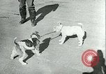 Image of German and British fighter planes in aerial combat France, 1941, second 53 stock footage video 65675020692
