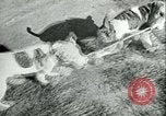 Image of German and British fighter planes in aerial combat France, 1941, second 57 stock footage video 65675020692