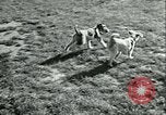 Image of German and British fighter planes in aerial combat France, 1941, second 59 stock footage video 65675020692