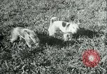 Image of German and British fighter planes in aerial combat France, 1941, second 62 stock footage video 65675020692