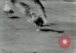 Image of Sea gull with embedded arrow Los Angeles California USA, 1953, second 7 stock footage video 65675020697
