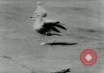 Image of Sea gull with embedded arrow Los Angeles California USA, 1953, second 8 stock footage video 65675020697