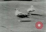 Image of Sea gull with embedded arrow Los Angeles California USA, 1953, second 9 stock footage video 65675020697