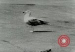 Image of Sea gull with embedded arrow Los Angeles California USA, 1953, second 10 stock footage video 65675020697