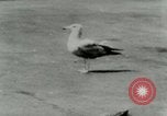 Image of Sea gull with embedded arrow Los Angeles California USA, 1953, second 11 stock footage video 65675020697