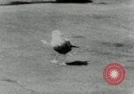 Image of Sea gull with embedded arrow Los Angeles California USA, 1953, second 12 stock footage video 65675020697