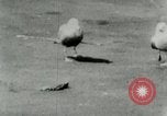Image of Sea gull with embedded arrow Los Angeles California USA, 1953, second 14 stock footage video 65675020697