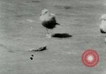 Image of Sea gull with embedded arrow Los Angeles California USA, 1953, second 15 stock footage video 65675020697