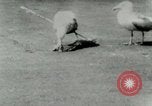 Image of Sea gull with embedded arrow Los Angeles California USA, 1953, second 17 stock footage video 65675020697