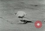 Image of Sea gull with embedded arrow Los Angeles California USA, 1953, second 18 stock footage video 65675020697