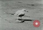 Image of Sea gull with embedded arrow Los Angeles California USA, 1953, second 19 stock footage video 65675020697
