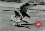 Image of Sea gull with embedded arrow Los Angeles California USA, 1953, second 20 stock footage video 65675020697
