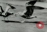Image of Sea gull with embedded arrow Los Angeles California USA, 1953, second 21 stock footage video 65675020697