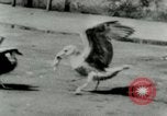 Image of Sea gull with embedded arrow Los Angeles California USA, 1953, second 22 stock footage video 65675020697