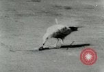 Image of Sea gull with embedded arrow Los Angeles California USA, 1953, second 23 stock footage video 65675020697