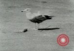 Image of Sea gull with embedded arrow Los Angeles California USA, 1953, second 24 stock footage video 65675020697