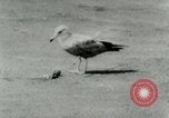 Image of Sea gull with embedded arrow Los Angeles California USA, 1953, second 25 stock footage video 65675020697