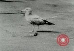 Image of Sea gull with embedded arrow Los Angeles California USA, 1953, second 26 stock footage video 65675020697