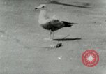 Image of Sea gull with embedded arrow Los Angeles California USA, 1953, second 27 stock footage video 65675020697