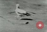 Image of Sea gull with embedded arrow Los Angeles California USA, 1953, second 28 stock footage video 65675020697