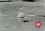 Image of Sea gull with embedded arrow Los Angeles California USA, 1953, second 31 stock footage video 65675020697
