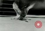 Image of Sea gull with embedded arrow Los Angeles California USA, 1953, second 32 stock footage video 65675020697