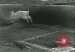 Immagine di Stati Uniti Marines Hungnam Corea del Nord, 1950, secondo 49 filmato di repertorio 65675020749