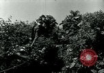 Image of 223rd Infantry Regiment in Korean WAr Korea, 1951, second 45 stock footage video 65675020775