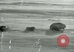 Image of Byrd Expedition Antarctica, 1929, second 26 stock footage video 65675020803