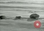 Image of Byrd Expedition Antarctica, 1929, second 28 stock footage video 65675020803