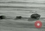 Image of Byrd Expedition Antarctica, 1929, second 29 stock footage video 65675020803